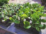 15 Vegetable Seedlings for Spring Pick Up